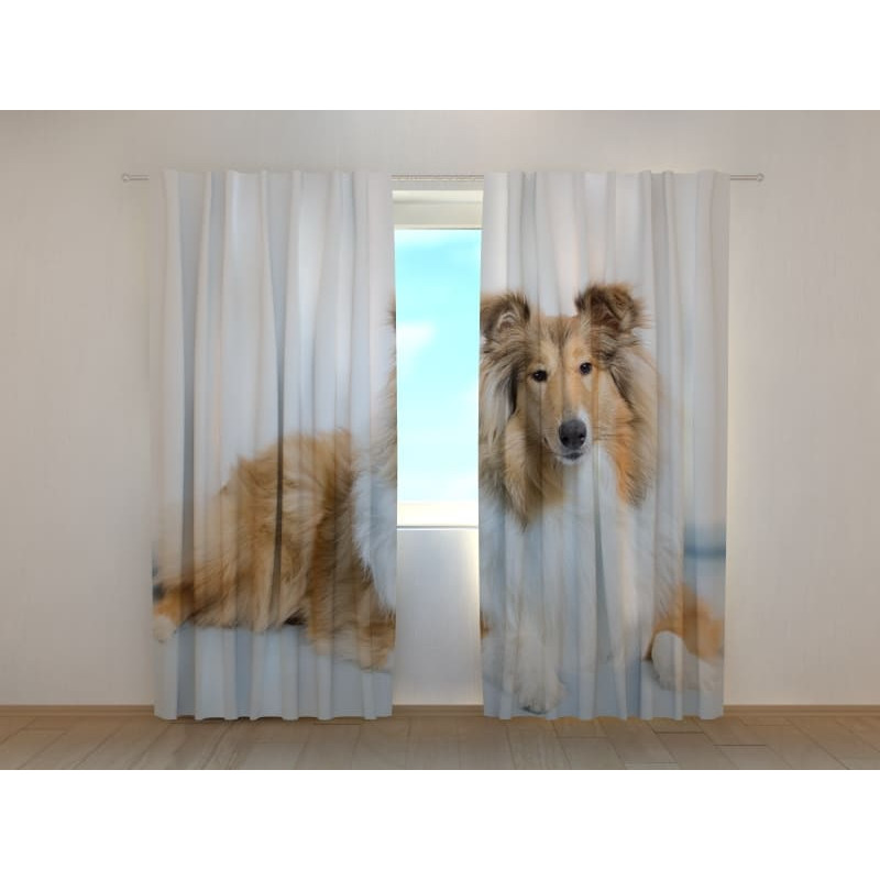 0,00 € Custom tent - with two dogs - collie