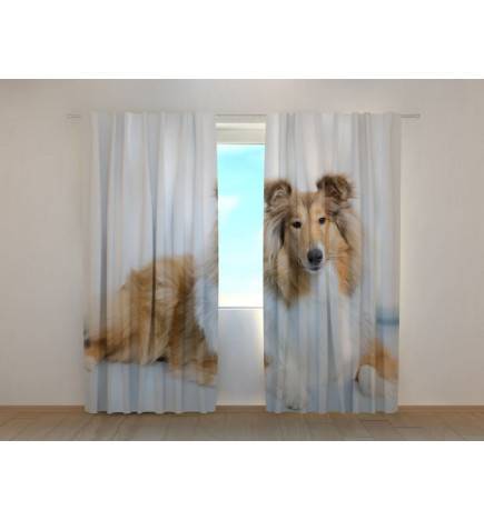 0,00 €Tente personnalisée - avec deux chiens - colley