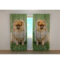 0,00 € Šotor po meri - z 2 psi - pomeranec