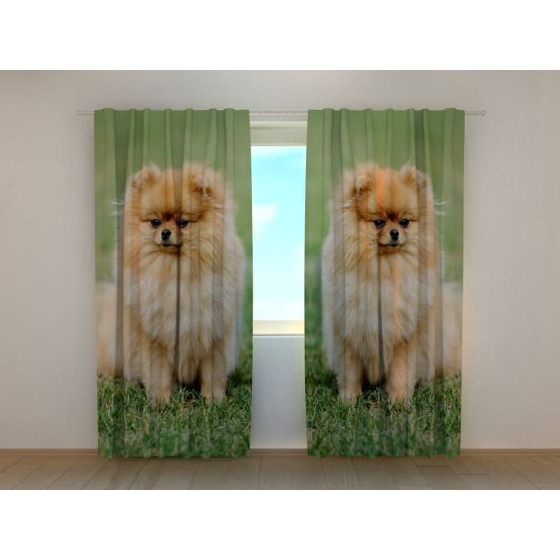 0,00 €Tenda personalizada - com 2 cães - pomeranian 0,00 €Tenda personalizada - com 2 cães - pomeranian