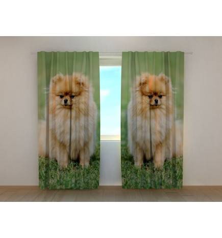0,00 €Tenda personalizada - com 2 cães - pomeranian