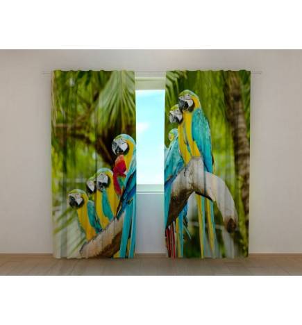 Kohandatud telk – papagoid korterelamute kokkutulekul