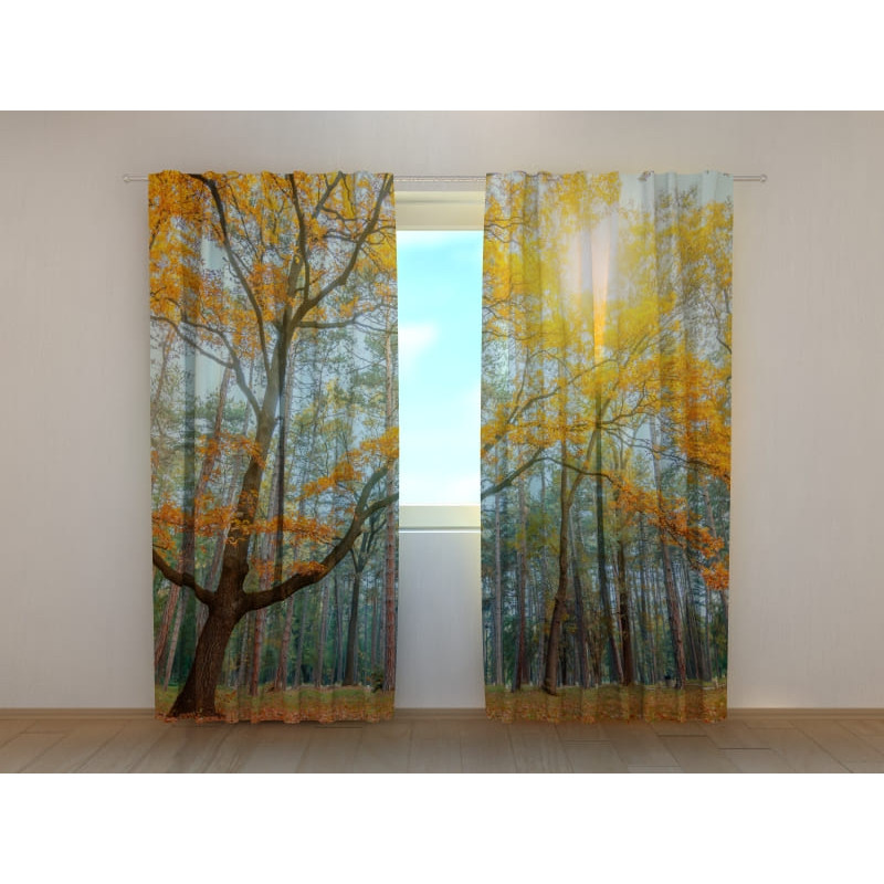 1,00 € Personalized curtain - in a sunny forest