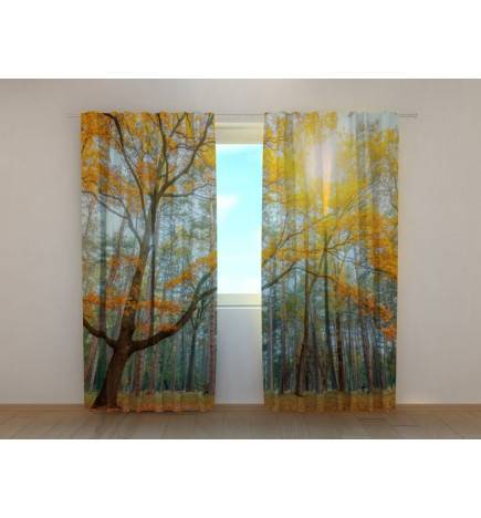 1,00 € Tent op maat - in een zonnig bos