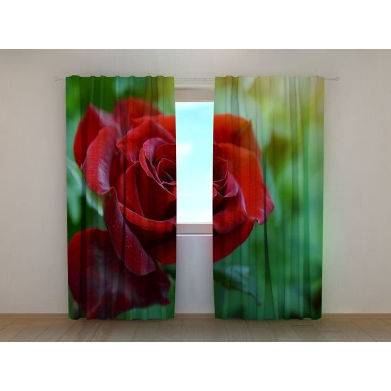 1,00 € Cortina personalizada - La rosa roja en el verde