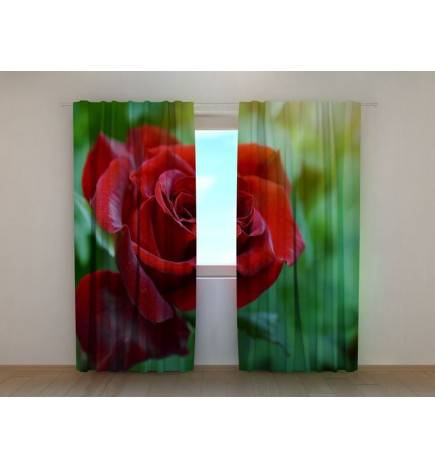 Personalizirana zavesa - Rdeča vrtnica v zelenju
