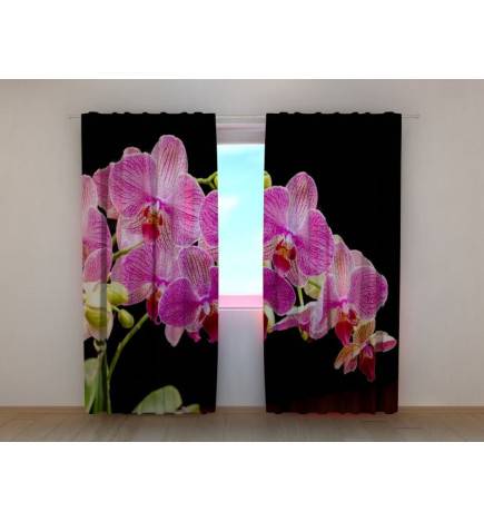 1,00 € Individueller Vorhang – Rosa Orchideen – mit schwarzem Hintergrund