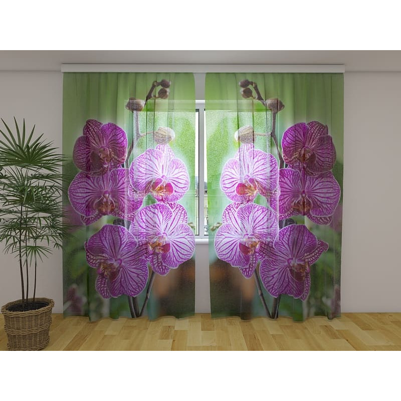 1,00 € Benutzerdefinierter Vorhang - Lila Orchideen im Grünen