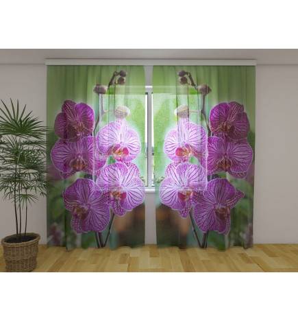 1,00 € Benutzerdefinierter Vorhang - Lila Orchideen im Grünen