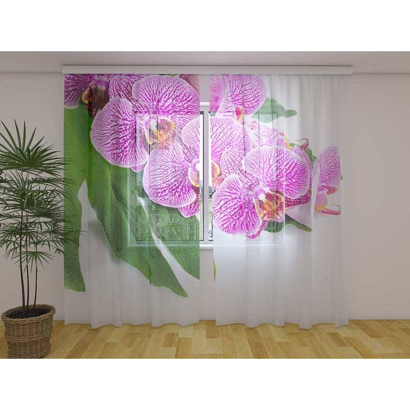 1,00 € Personalizirana zavesa - vijolične orhideje z zelenimi listi