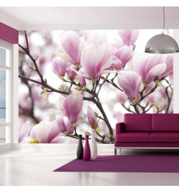 Fototapete - Magnolia bloosom