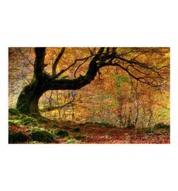 Fototapete - Herbst, Wald und Blätter