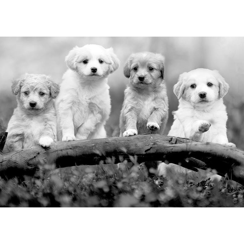 34,00 € Fotobehang - Four Puppies