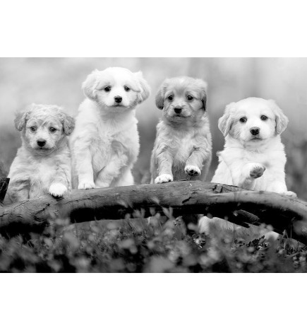 Fototapetti - Four Puppies