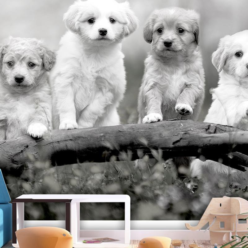 34,00 € Foto tapete - Four Puppies