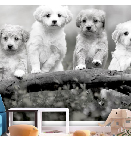 Fotobehang - Four Puppies