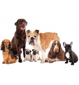 34,00 € Fotobehang - Animal portrait - dogs with a brown labrador in the centre on a white background