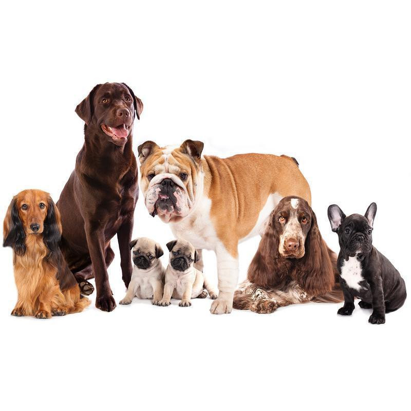 34,00 € Foto tapete - Animal portrait - dogs with a brown labrador in the centre on a white background
