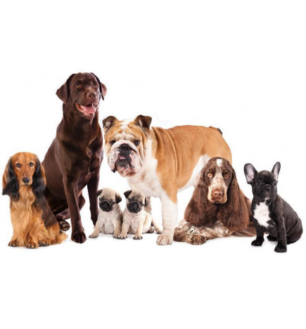 Fotobehang - Animal portrait - dogs with a brown labrador in the centre on a white background
