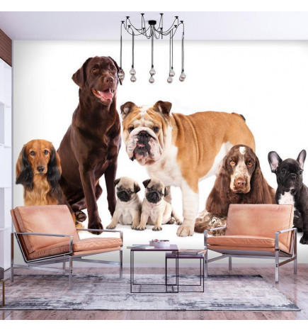 Fotobehang - Animal portrait - dogs with a brown labrador in the centre on a white background
