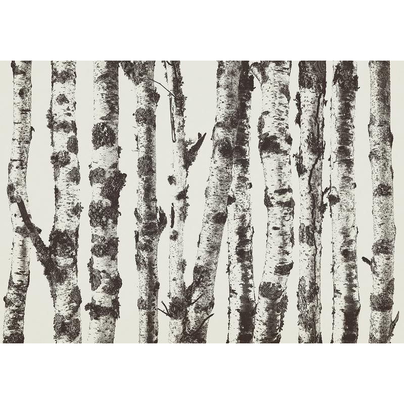 34,00 € Fototapeet - Stately Birches - First Variant
