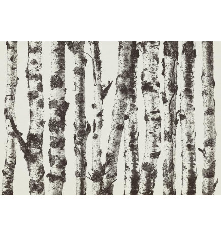 Fototapet - Stately Birches - First Variant