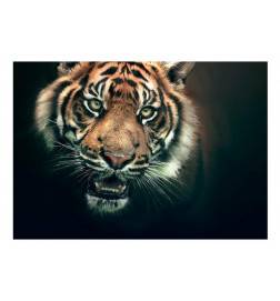 Fototapete - Bengal Tiger