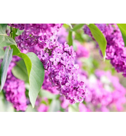 34,00 € Fotomural - Lilac flowers