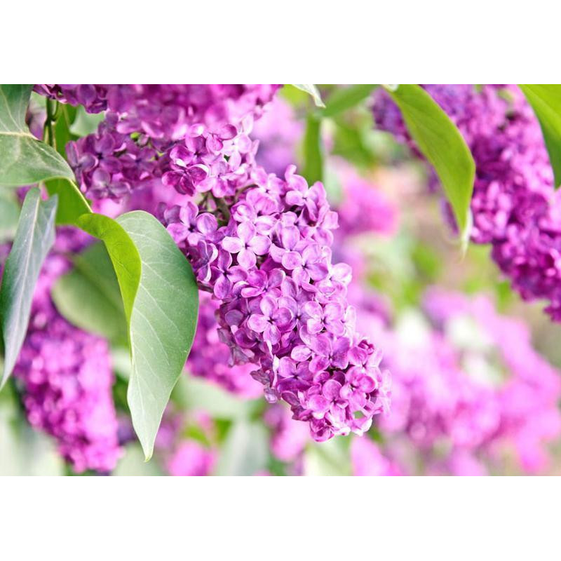 34,00 € Fotomural - Lilac flowers