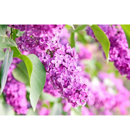 Fotobehang - Lilac flowers