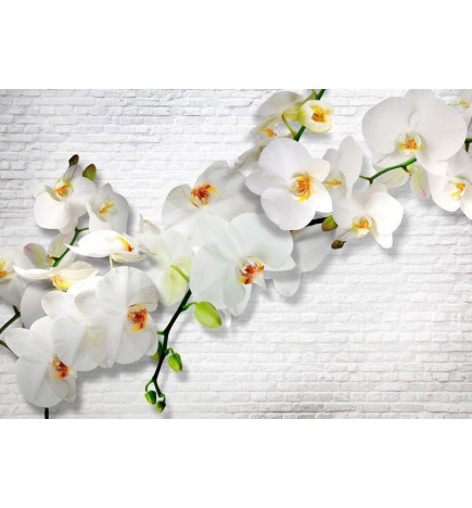 34,00 € Fotomural - The Urban Orchid
