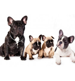 34,00 € Fototapetas - French Dogs