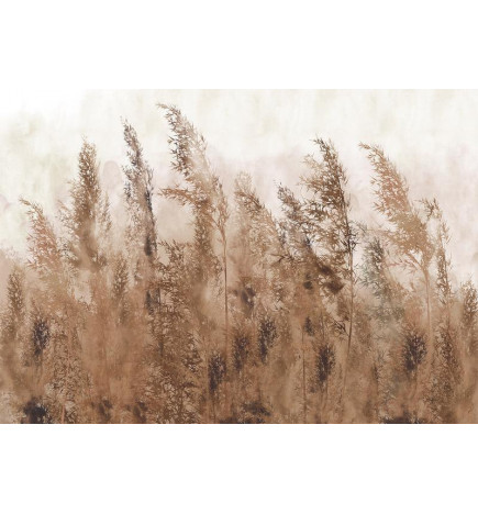 Fototapeta - Tall Grasses - Brown