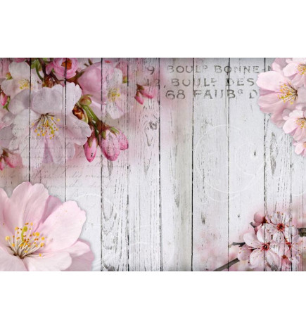 Fototapete - Apple Blossoms