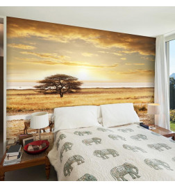 Wall Mural - African zebras around watering hole