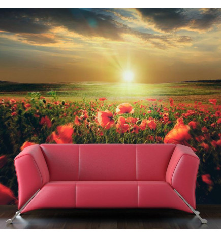 Wall Mural - Morning on the poppy meadow