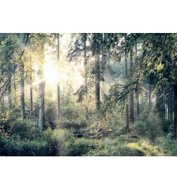 34,00 € Foto tapete - Tales of a Forest