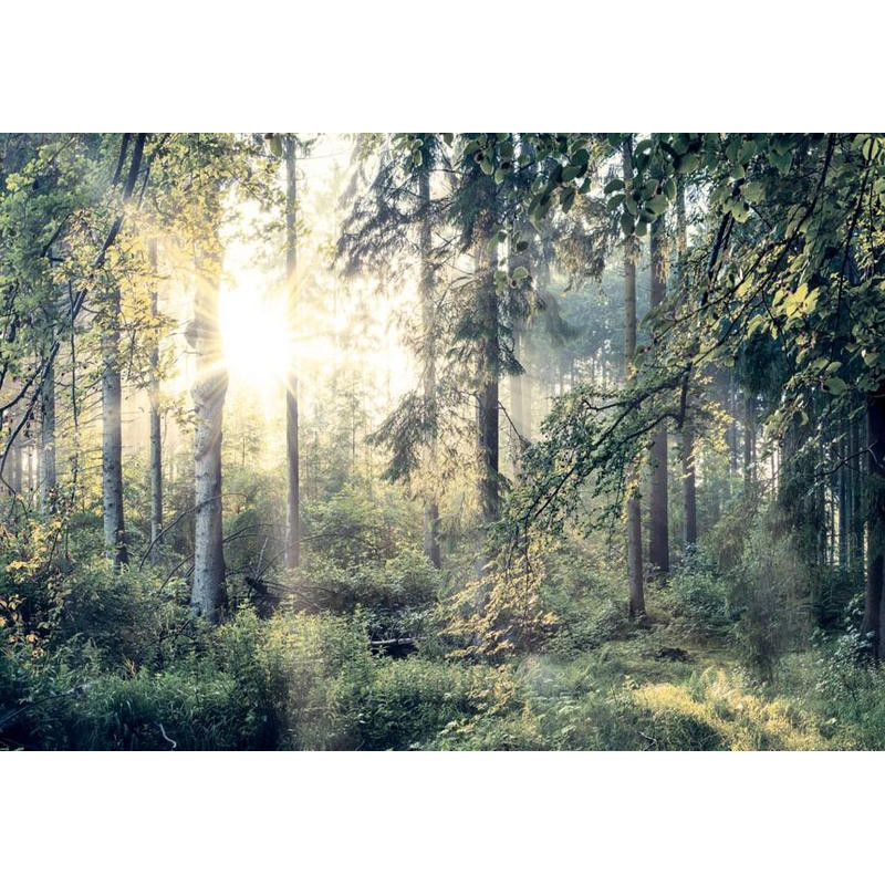 34,00 € Fototapeet - Tales of a Forest