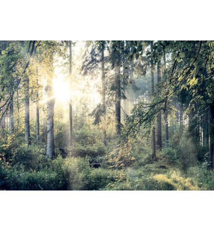Papier peint - Tales of a Forest