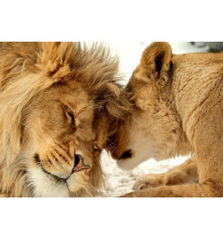Fototapet - Lion Tenderness