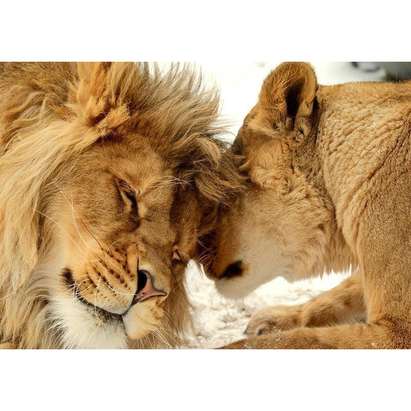 34,00 € Fotomural - Lion Tenderness