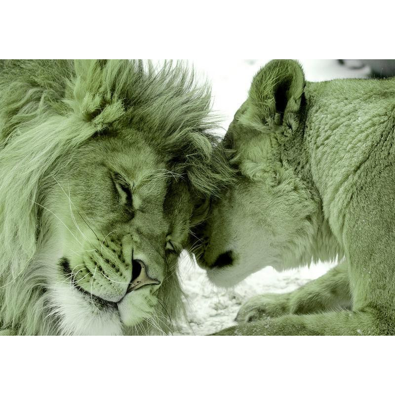 34,00 € Foto tapete - Lion Tenderness (Green)