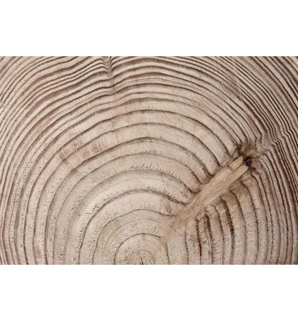 Foto tapete - Wood grain