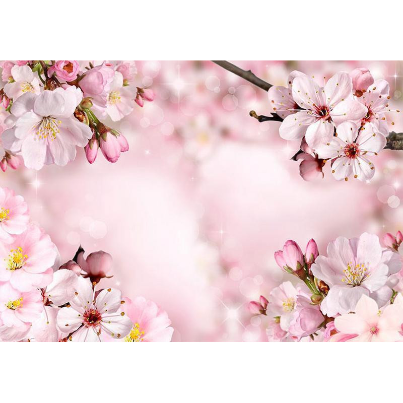 34,00 € Fotobehang - Spring Cherry Blossom