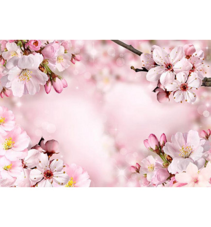 Fototapete - Spring Cherry Blossom
