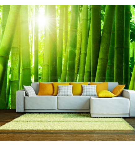 Fotobehang - Sun and bamboo