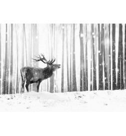 Fototapet - Deer in the Snow (Black and White)