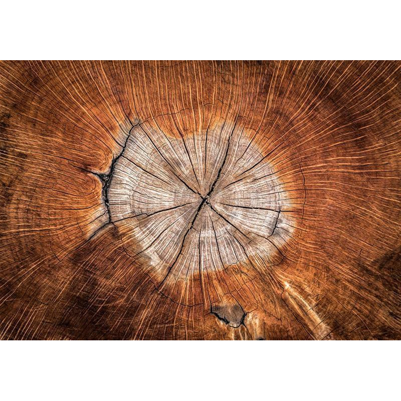 34,00 € Fototapeta - The Soul of a Tree