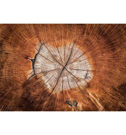 Fototapete - The Soul of a Tree