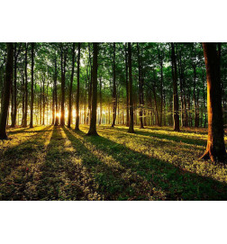 34,00 € Fotomural - Spring: Morning in the Forest